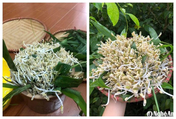 Nhiều người tự ủ giá đỗ tại nhà để sử dụng. Ảnh: T.P