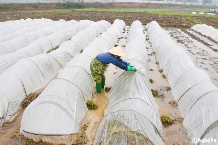 Sau khi xuống giống, các chân mạ được phủ ni-lon chống rét. Ảnh: T.P