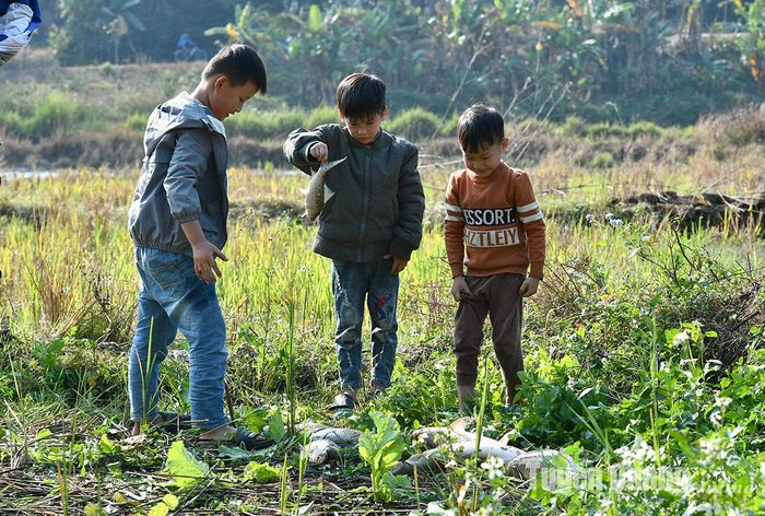 Trẻ em thích thú với những con cá được người lớn bắt lên bờ.