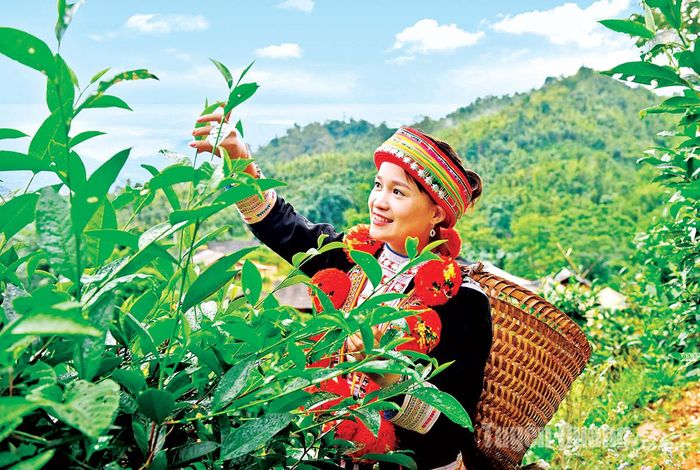 Người dân thôn Phia Chang, xã Sơn Phú (Na Hang) thu hoạch chè Shan tuyết. Ảnh: Quốc Việt