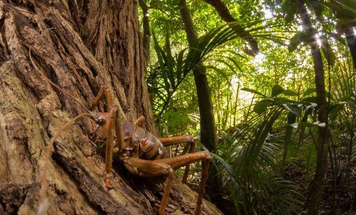 Loài dế Weta cũng được các nhà sinh vật học xếp vào những loài hung hãn nhất thế giới. Chúng có thể đánh đuổi cả chuột và cắn cả người. Tuy nhiên, điều này chỉ xảy ra khi chúng cảm thấy bị uy hiếp.