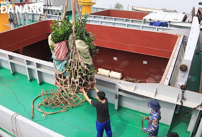 Những chậu quất trĩu quả được vận chuyển xuống tàu để chuyển ra các Nhà giàn DK1. Ảnh: ĐẮC MẠNH