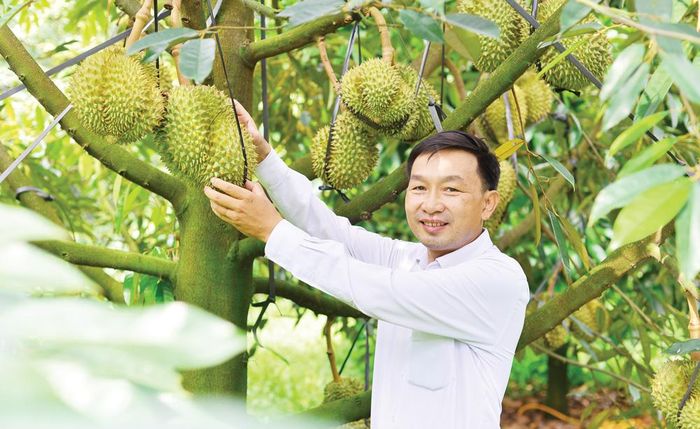 Từ khi người Pháp trồng thử nghiệm, cho đến nay, sầu riêng đã khẳng định là "vua" của các loại trái cây