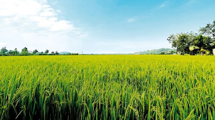 Cánh đồng lúa thẳng cánh cò bay ở xã An Nhơn, nơi sản xuất nếp quýt nổi tiếng cả nước