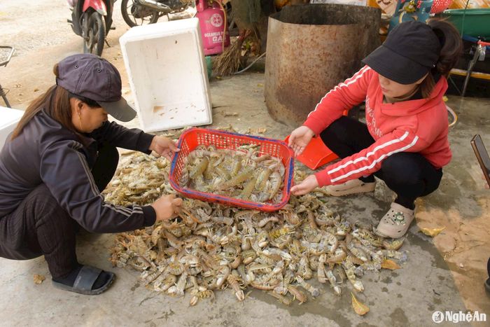 Thời điểm cuối năm là vào vụ chính đánh bắt tôm tít. Thời tiết lạnh, sương mù kèm theo gió thì tôm tít xuất hiện nhiều. Ảnh: T.P