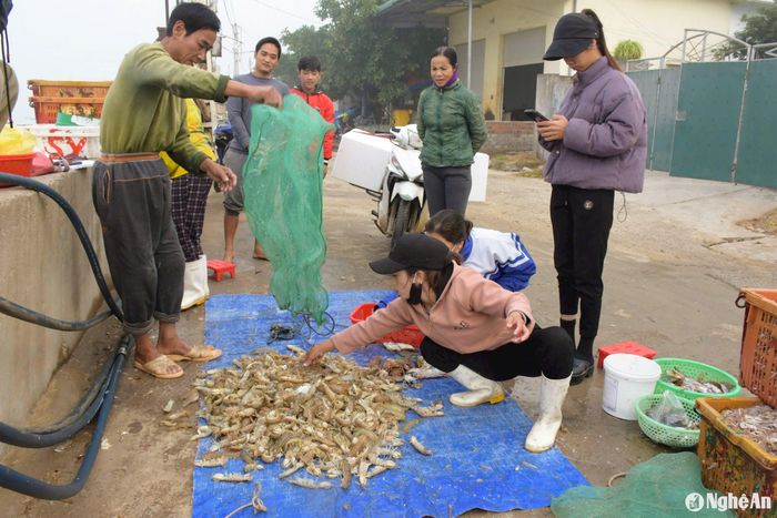 Ông Nguyễn Văn Hải (Quỳnh Lập) chủ tàu cá NA 14828TS cho biết: “Sau 1 đêm ra khơi thả lưới, tàu ông thu về 70kg tôm tít và các loại hải sản khác, trừ chi phí, mỗi lao động cũng có thu nhập 1-1,2 triệu đồng”. Ảnh: T.P