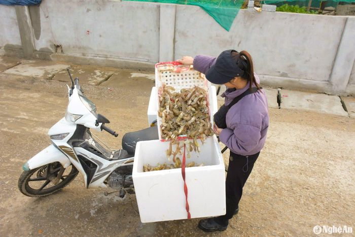 Một phần tôm tít tươi được đưa đi các chợ tiêu thụ hoặc nhập cho các nhà hàng, khách sạn. Ảnh: T.P