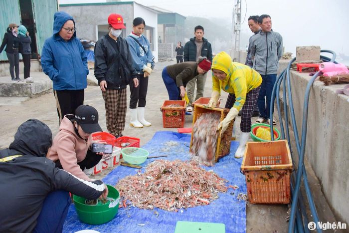 Ngoài tôm tít, thời điểm này, người dân còn trúng nhiều hải sản khác như: cá cháo, tôm sắt, tôm bột biển… nên ngư dân rất phấn khởi. Ảnh: T.P