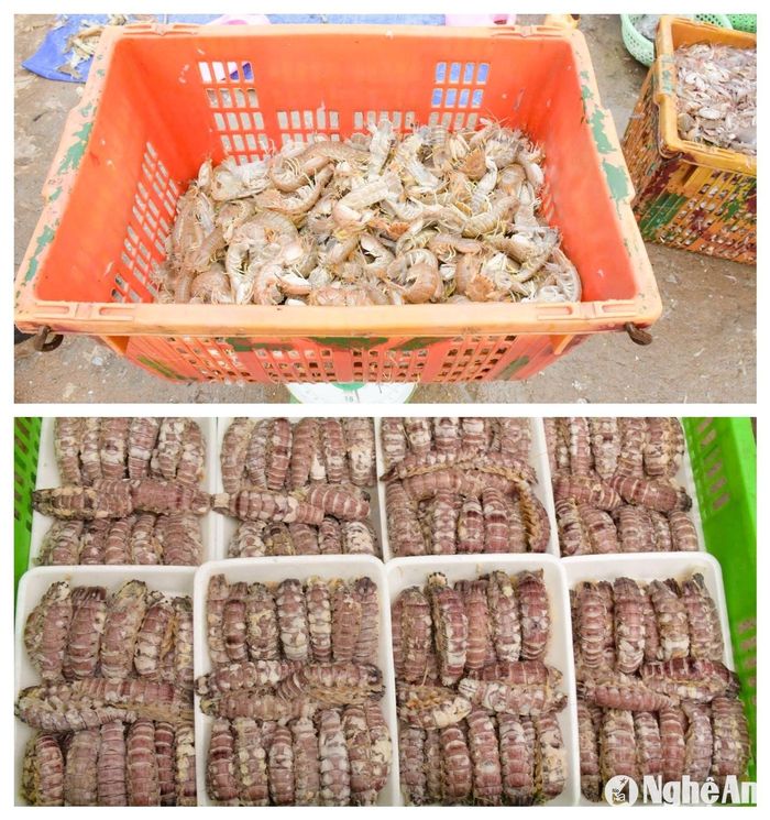 Mỗi kg tôm tít sống được bán với giá 60-70.000 đồng, còn nõn tôm tít được bán với giá 150-180.000 đồng/kg. Ảnh: T.P