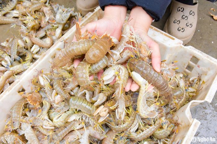 Tôm tít tươi, thịt chắc, dai, ngọt, chế biến được nhiều món khác nhau nên rất dễ tiêu thụ. Ảnh: T.P