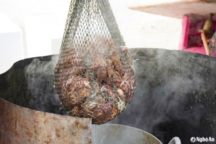 Phần lớn được các chủ cơ sở chế biến thu mua về hấp, bóc vỏ, cấp đông. Ảnh: T.P