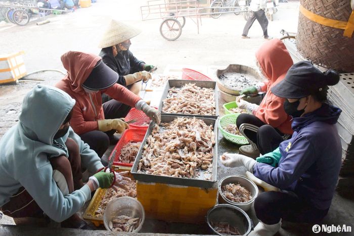 Chị Thúy Hạnh, chủ một cơ sở chế biến hải sản ở Thị xã Hoàng Mai cho biết: “Mùa này, mỗi ngày tôi thu mua và chế biến hàng tạ tôm tít, phải thuê 5 lao động thu mua, luộc, bóc nõn, đóng thùng, cấp đông và tiêu thụ. Ảnh: T.P