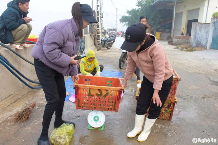 Tôm tít sau khi đem lên bờ được phân ra nhiều loại khác nhau và bán cho thương lái. Ảnh: T.P