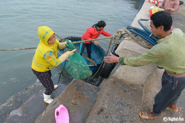 Chuyến biển đánh bắt gần bờ đầu năm mới trúng đậm nhiều hải sản có giá trị, đặc biệt là tôm tít. Ảnh: T.P