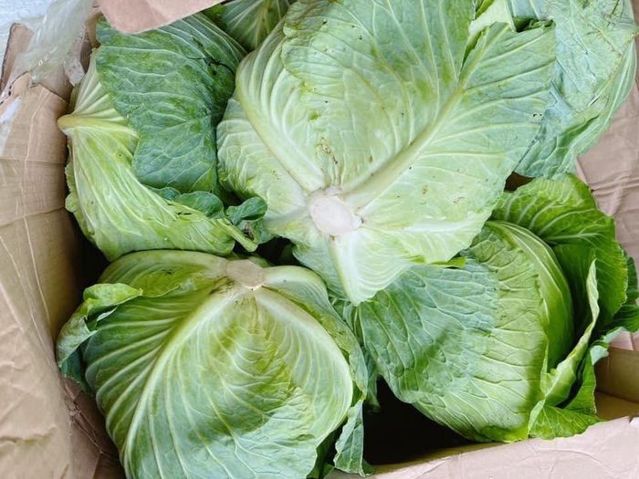 Rau vụ đông được mùa được giá. Ảnh: Mai Giang