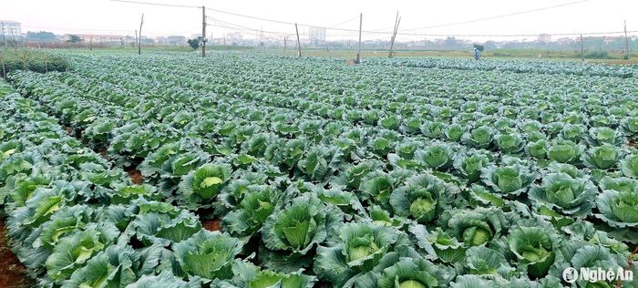 Bắp cải năm nay được mùa. Ảnh: Mai Giang