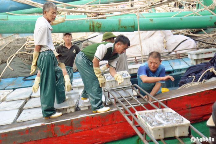 Những ngày đầu năm mới ngư dân một số nơi của Nghệ An xuống biển đánh bắt được hải sản. Ảnh: Xuân Hoàng