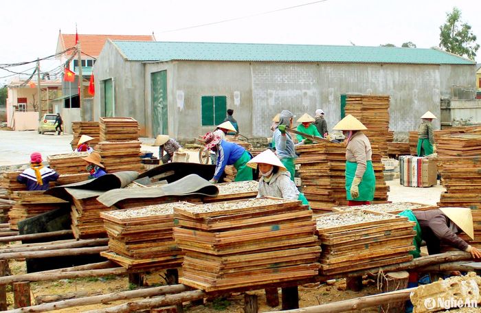 Làng nghề chế biến hải sản ở xã Quỳnh Lập (thị xã Hoàng Mai) tranh thủ phơi cá những ngày đầu năm mới. Ảnh: Quang An