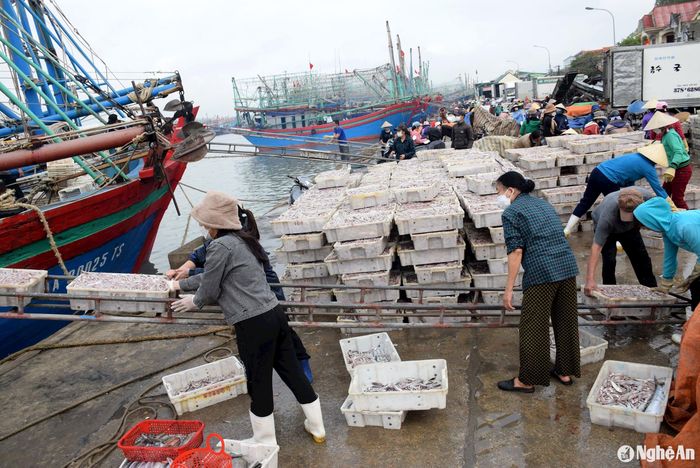 Năm 2024, sản lượng đánh bắt hải sản của Nghệ An tăng 3,3% so với năm trước. Ảnh: Xuân Hoàng