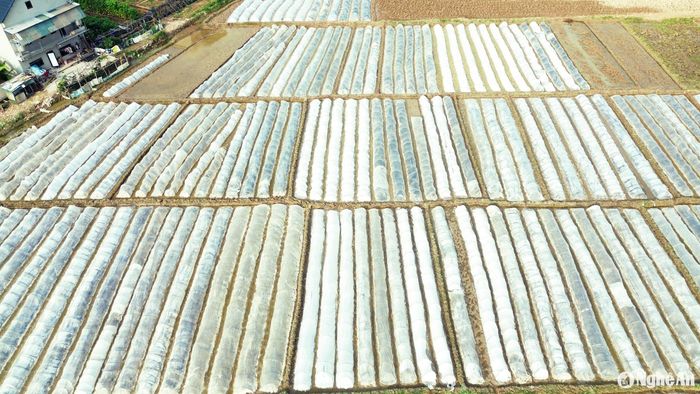 Bà con nông dân xóm Đồng Bàn, xã Lăng Thành (Yên Thành) tuân thủ quy trình gieo mạ tập trung và phủ ni lông, nhằm chống rét cho mạ và ngăn ngừa chuột bọ phá hại. Ảnh: Xuân Hoàng