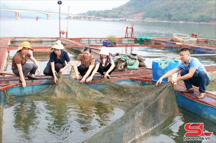 Mô hình hỗ trợ nuôi cá lăng nha trên lòng hồ thủy điện Sơn La.