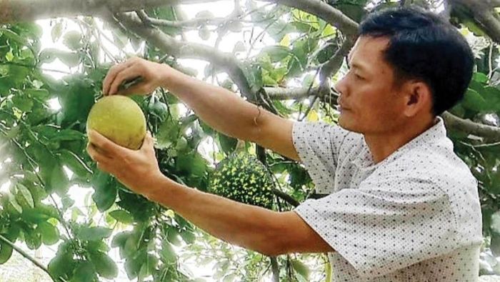 Cây giống thanh trà nhỡ đã bén rễ sâu ở nhiều nhà vườn