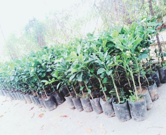 Cây giống thanh trà nhỡ chuẩn bị xuất vườn