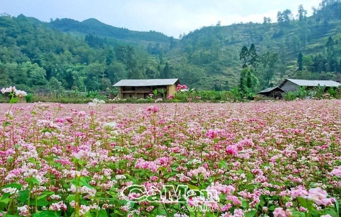Trung tuần tháng 11, khắp các thung lũng của Hà Giang được phủ lên sắc hồng dịu dàng của hoa tam giác mạch.