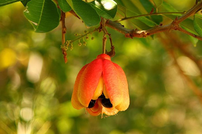 Quả ackee tự tách ra và để lộ những hạt lớn màu đen bóng bên trong. Mỗi phần được bao phủ bởi lớp thịt mềm. Mỗi quả nặng từ 100 - 200g. Ảnh: OPM.