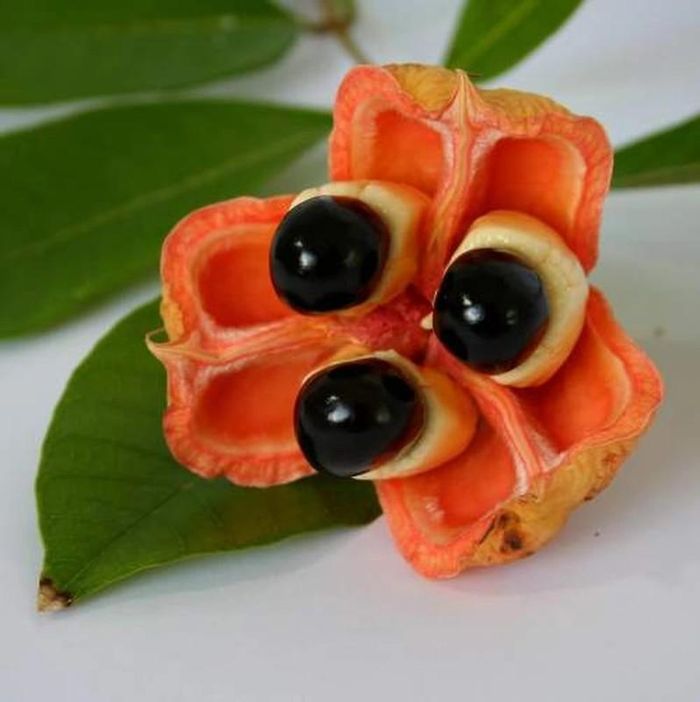 Thuyền trưởng Bligh được ghi nhận là người có công đưa cây ackee từ Jamaica tới vườn bách thảo Hoàng gia ở Kew, London, Anh vào năm 1793 do trước đó loài cây này chưa được giới khoa học biết tới. Ảnh: Glasshouseme.