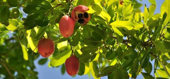 Trong quả ackee có độc tố hypoglycin A. Khi quả chưa chín, nếu người nào ăn thì có thể bị ngộ độc hypoglycin A và có các triệu chứng như đau bụng, hạ đường huyết cấp và nôn mửa dữ dội. Ảnh: CC BY-ND 2.0.