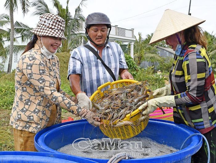Chị Lê Hồng Tím (bìa phải) ở xã Trí Lực, cho biết: “Sau 5 tháng thả nuôi, tôi thu hoạch trên 500 kg tôm càng, trừ chi phí, lãi khoảng 40 triệu đồng”.
