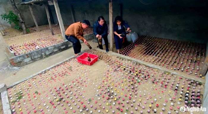 Đặc biệt, trong số các loại nước mắm tại đây thì nước mắm hạ thổ chôn dưới lòng đất cát được xem là loại nước mắm thơm ngon, hảo hạng nhất. Mỗi hộ dân làm dòng nước mắm này đều có hàng ngàn chai được chôn dưới lớp đất cát, chỉ hở một chút ở phần nắp chai. Ảnh: Q.A