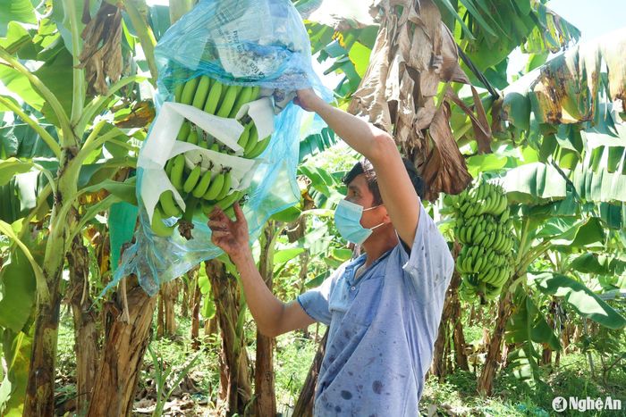 Chuối là một trong những loại quả không thể thiếu trong dịp lễ Tết: Tết ông Công, ông Táo, chưng bàn thờ ngày Tết, cúng khai hạ… Do đó, giá chuối những ngày này tăng gấp 3-4 lần so với ngày thường. Các nhà vườn chăm sóc kỹ lưỡng để có những buồng chuối đẹp mắt bán Tết. Ảnh: T.P