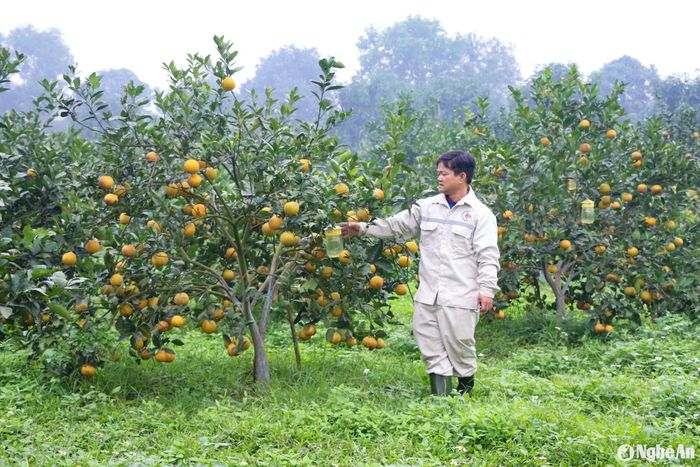 Cam xã Đoài (xã Nghi Diên, Nghi Lộc) từng là sản vật tiến vua, có hương vị đặc biệt mà không có cam nơi nào sánh được. Quả cam có màu vàng tươi, bổ ra thơm phức, ruột vàng như mật ong, vị ngọt thanh, được nhiều người lựa chọn làm quà biếu Tết. Ảnh: T.P
