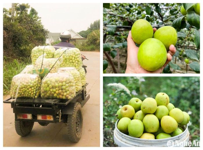Dịp Tết, các thương lái đến tận vườn thu mua táo, sau đó nhập cho các đại lý trong tỉnh. Ảnh: T.P