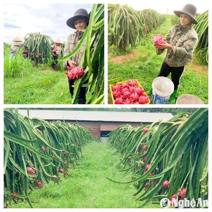 Thanh long ruột đỏ - sản phẩm 3 sao OCOP của trang trại ở xã Quỳnh Tam, Quỳnh Lưu cũng đang tất bật thu hoạch cho các đơn hàng lớn dịp cuối năm. Ảnh: T.P