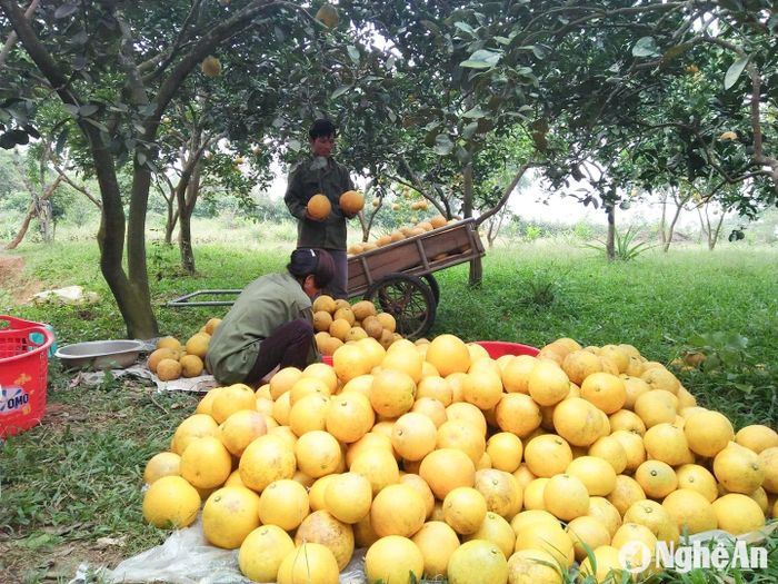Ông Lương Quang Yên, chủ một nhà vườn trồng bưởi Diễn ở xã Nghĩa Thành (Nghĩa Đàn) cho biết: “Giá bưởi Diễn dao động 18.000-20.000 đồng/quả bán xô, to nhỏ, đẹp xấu lẫn lộn, thu hoạch rải rác từ đầu tháng 11 âm lịch. Riêng bưởi Tết thì nhà vườn trừ lại những quả to, tròn, có lá đẹp, giá cũng nhỉnh hơn, từ 22.000-25.000 đồng/quả”. Ảnh: T.P