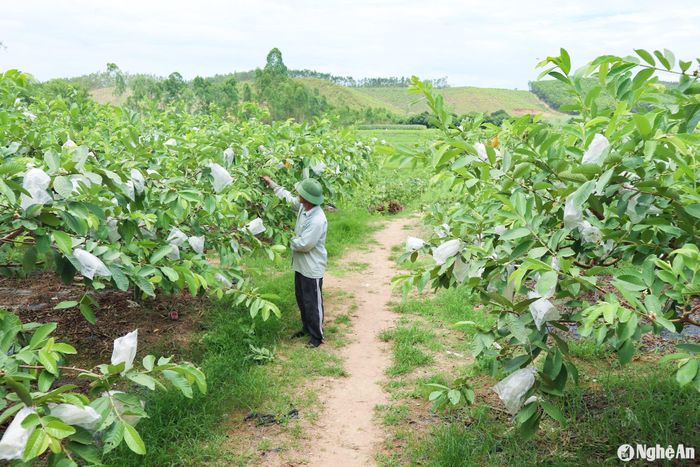 Riêng ổi lê Đài Loan, thời điểm này, giá cao 30.000 đồng/kg nhưng vẫn “cháy hàng” do nhu cầu cuối năm cao. Dự kiến, dịp Tết năm nay, giá ổi sẽ chạm mốc 35.000 đồng/kg. Ảnh: T.P