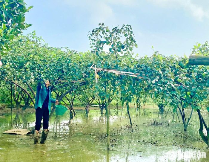 Theo ông Nguyễn Văn Danh, chủ trang trại cho biết, hiện ông có 200 gốc táo đang kỳ kinh doanh, ra quả to, giòn và ngọt. Táo đại mật được người tiêu dùng ưa chuộng trong dịp Tết Nguyên đán. Giá táo bán Tết dao động từ 30.000-35.000 đồng/kg. Ảnh: T.P