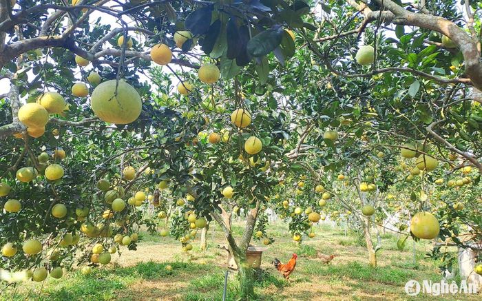 Dự kiến, trong vụ Tết năm nay, nhà vườn của ông Yên cung ứng ra thị trường hàng vạn quả bưởi Diễn. Ảnh: T.P