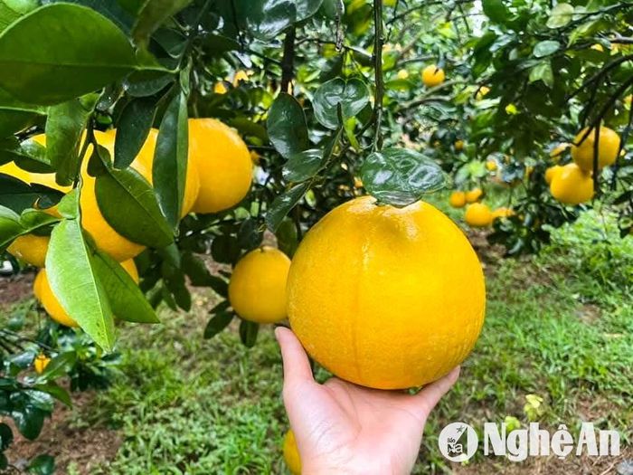 Bưởi Diễn - loại bưởi chín muộn, có mùi thơm đặc trưng và vỏ màu vàng đẹp mắt cũng là mặt hàng Tết được ưa chuộng. Nhiều nhà vườn ở Nghĩa Thành (Nghĩa Đàn) đang “treo” bưởi đợi Tết. Ảnh: T.P