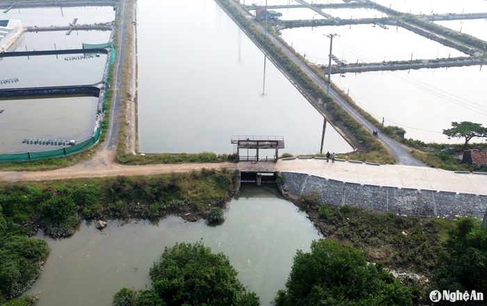 Cống cấp nước cho vùng nuôi tôm VietGAP xã Quỳnh Bảng được điều tiết từ sông Mai Giang. Người nuôi tôm lo lắng, nếu dự án chưa đưa vào vận hành thì vụ tôm chính tới đây sẽ gặp rủi ro, vì nguồn nước lấy từ sông Mai Giang không đảm bảo. Ảnh: XH
