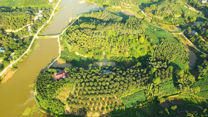 Trang trại trồng Hồng không hạt Gia Thanh của gia đình bà Hán Thị Thanh Bình - khu 1, xã Gia Thanh.