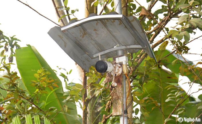 Camera được lắp đặt trong khu vườn, nên dù gia đình không có ở nhà cũng quan sát được sự vận hành của hệ thống tưới thông minh đang hoạt động. Ảnh: Xuân Hoàng