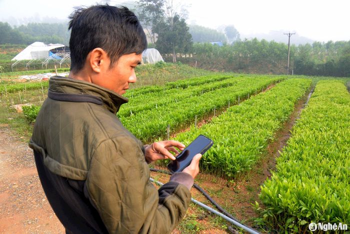 Để tưới nước cho cây trồng, chỉ cần vài thao tác đơn giản đã được cài đặt trên phần mềm của chiếc điện thoại thông minh. Ảnh: Xuân Hoàng