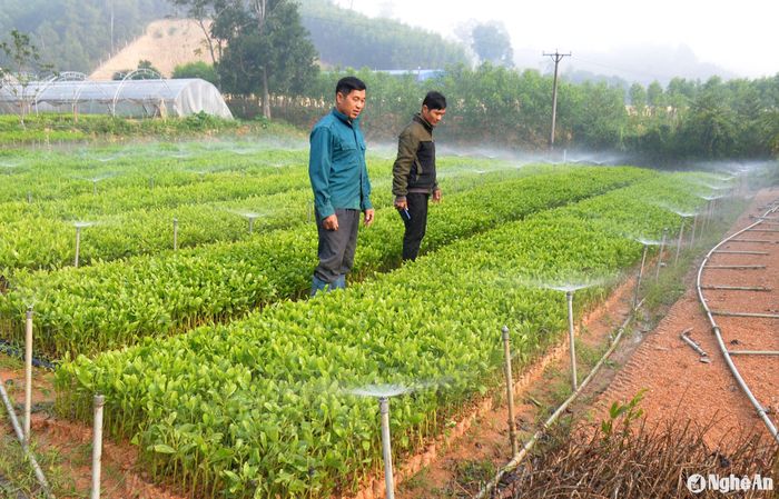 Áp dụng hệ thống tưới thông minh, có thể điều tiết lượng nước và vùng tưới theo ý muốn. Ảnh: Xuân Hoàng