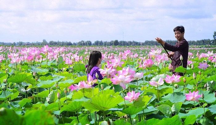 Đồng Tháp - mệnh danh là “Đất Sen hồng”.