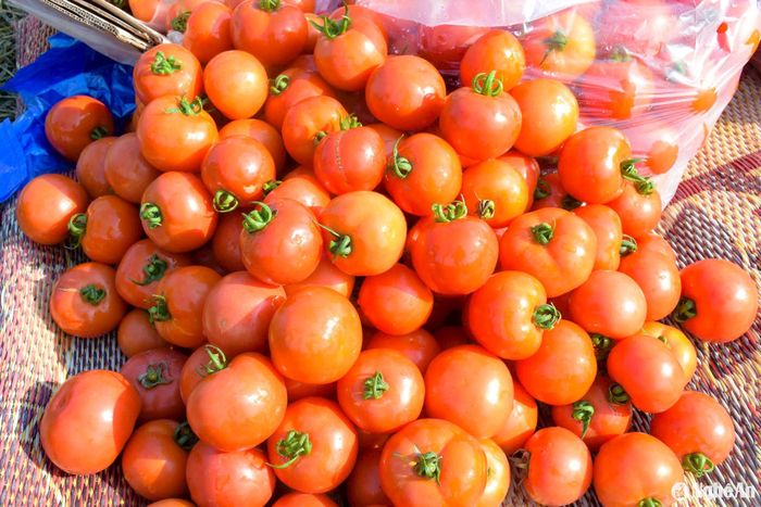 Lứa cà chua vụ này gặp nhiều bất lợi về thời tiết, cây chết khô, chết héo nhiều nhưng nhờ chăm sóc tốt nên cà chua vẫn đạt năng suất cao, chất lượng quả đồng đều. Ảnh: T.P