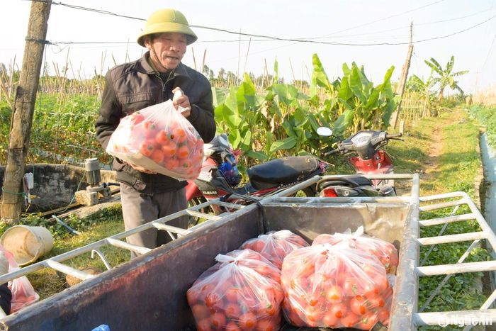 Nông dân thu hái chừng nào thì thương lái gom mua hết chừng đó. Cà chua được nhập sỉ đến các chợ trong tỉnh và cung ứng lượng lớn vào thị trường Thành phố Hồ Chí Minh. Ảnh: T.P